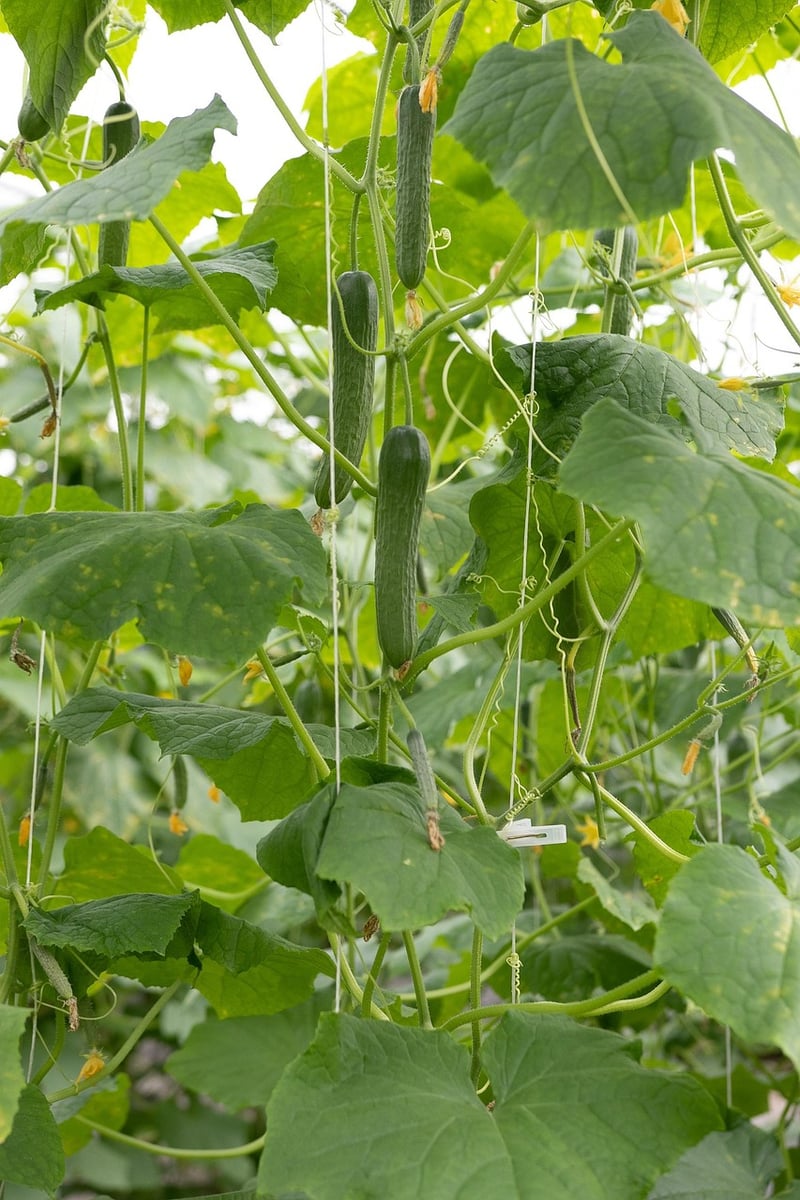 Cucumbers growing vertically