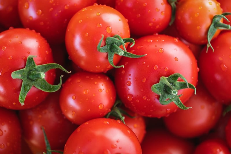 Tomatoes in a garden