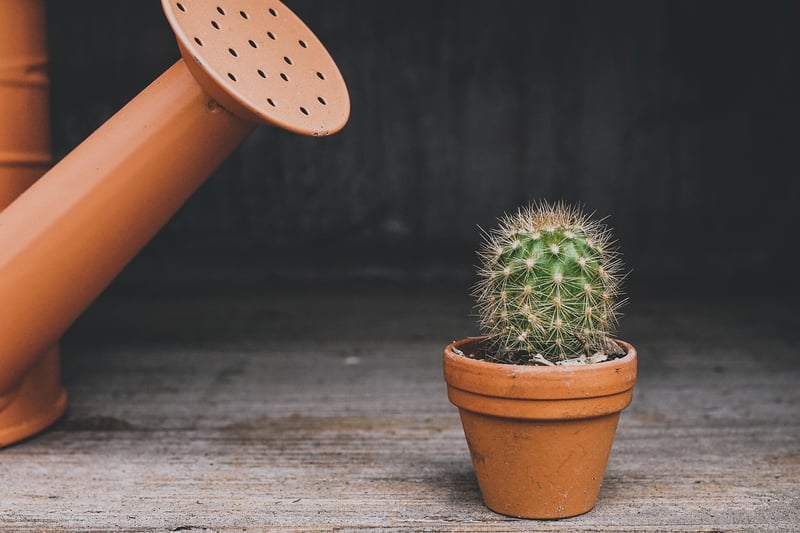 Watering can in a garden